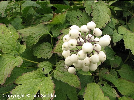 Actaea rubra f. neglecta